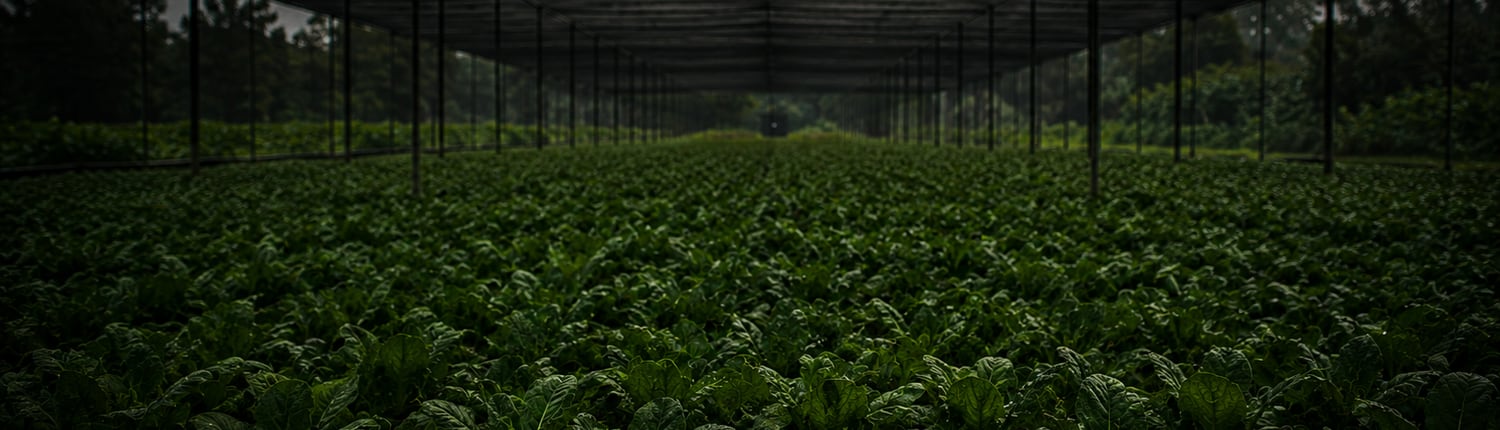 Dark agriculture background for Diyatha Garden Center trust banner