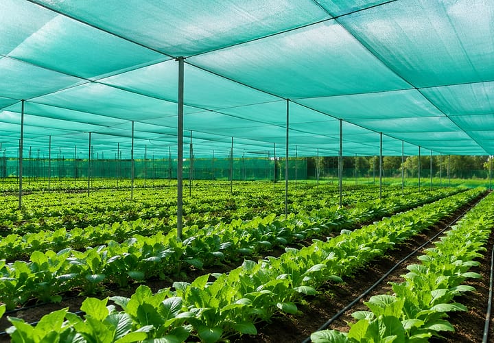 Shade net and insect net crop protection
