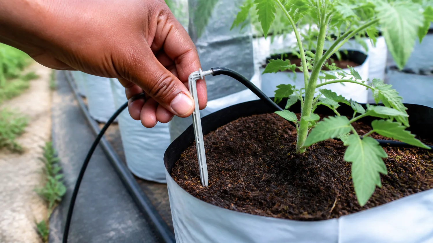 Placing one arrow dripper in the active root zone of a tomato grow bag in a Sri Lankan greenhouse