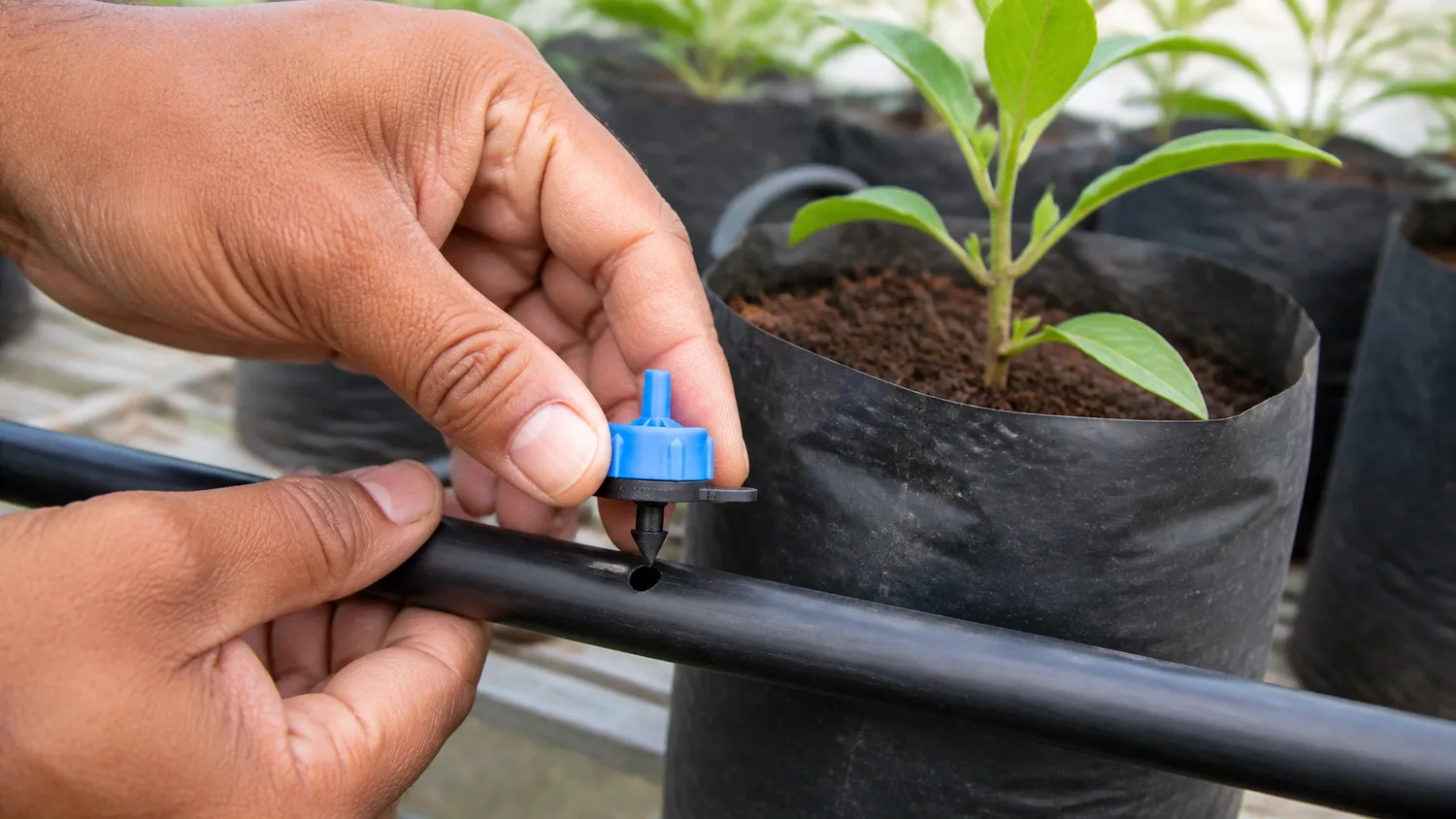 Installing a blue pressure-compensating dripper into an LDPE greenhouse lateral